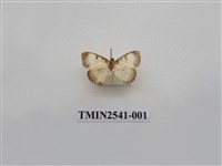 藏品(尺蛾27)的圖片